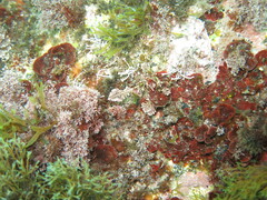 Ellisolandia elongata