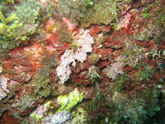 Ellisolandia elongata