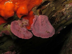 Lithophyllum stictaeforme