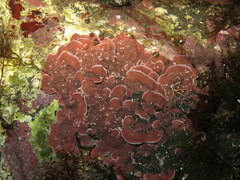 Mesophyllum lichenoides