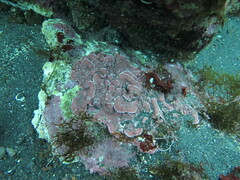 Mesophyllum lichenoides