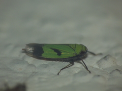 Nephotettix nigropictus