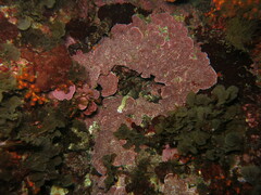 Mesophyllum lichenoides