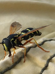 Chrysotoxum