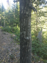 Chrysolepis chrysophylla