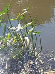 Sagittaria sagittifolia