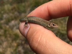 Lacerta agilis