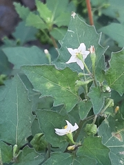 Solanum nigrum