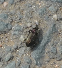 Carabidae