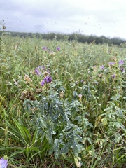 Medicago