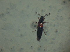 Staphylinini