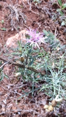 Centaurea paniculata