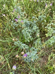 Medicago