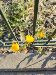 Cichorieae