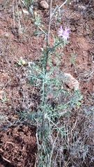 Centaurea paniculata