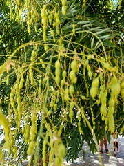 Styphnolobium japonicum