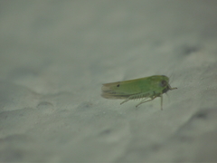 Amrasca biguttula