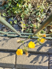Cichorieae
