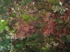 Sphaerococcus coronopifolius