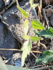 Cichorieae