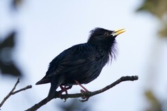 Sturnus unicolor