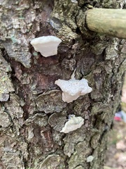 Amaropostia stiptica