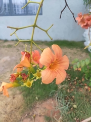 Campsis grandiflora