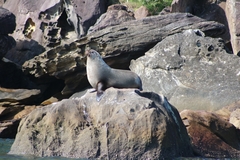 Arctocephalus