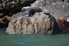 Arctocephalus