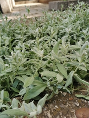 Cerastium tomentosum