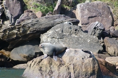 Arctocephalus