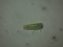 Amrasca biguttula