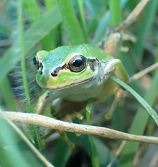 Hyla japonica