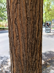 Styphnolobium japonicum