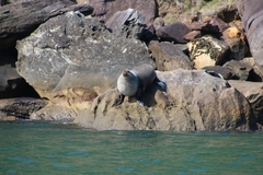 Arctocephalus