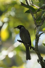 Bolemoreus frenatus