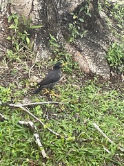 Acridotheres javanicus