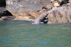 Arctocephalus