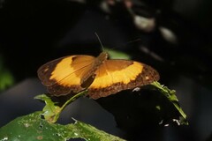 Cupha prosope