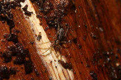 Liocranidae