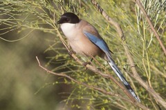 Cyanopica cooki