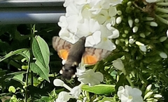 Macroglossum stellatarum
