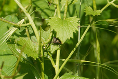 Platystoma