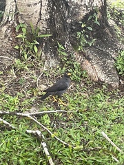 Acridotheres javanicus