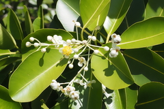 Calophyllum inophyllum