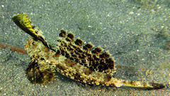 Dactylopus kuiteri