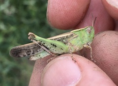 Aiolopus strepens