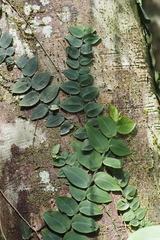 Rhaphidophora hayi