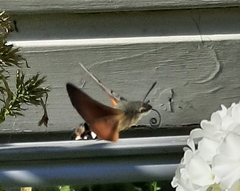 Macroglossum stellatarum