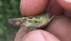 Aiolopus strepens